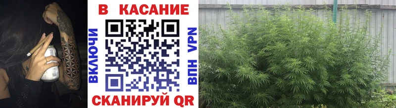 Где найти наркотики Вышний Волочёк ГАШИШ  Марихуана  Галлюциногенные грибы  Амфетамин  COCAIN  МЕФ  A PVP 